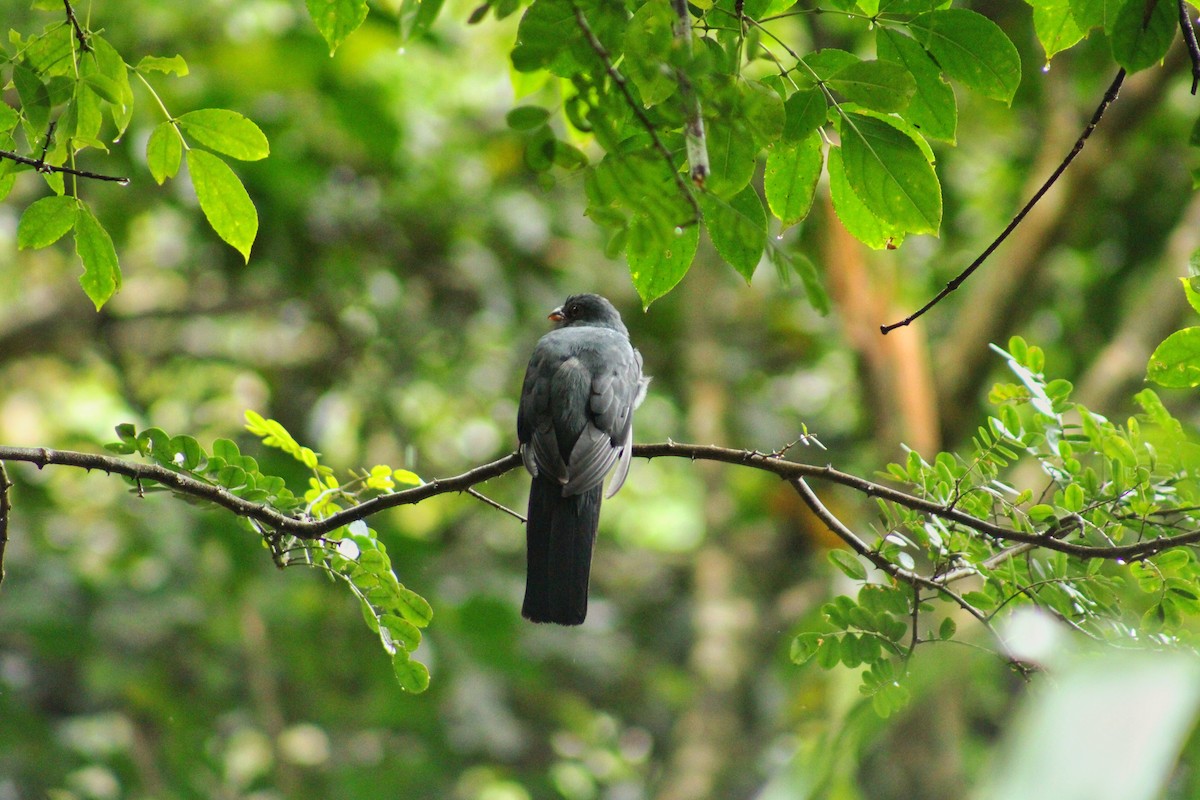 Slaty-tailed Trogon - ML643520133