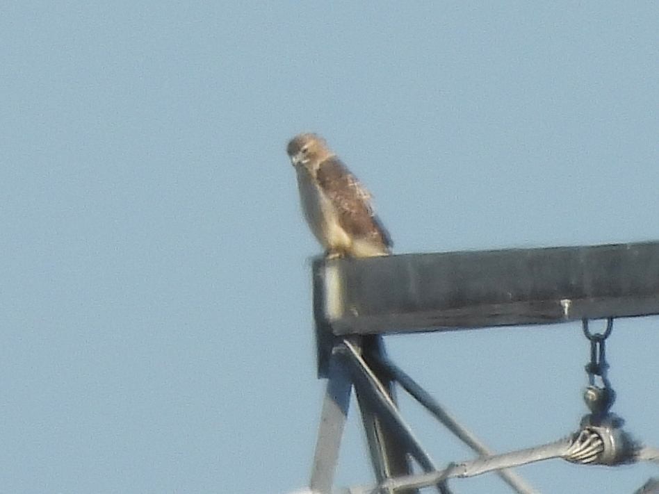 Zapelatz buztangorria - ML643520134