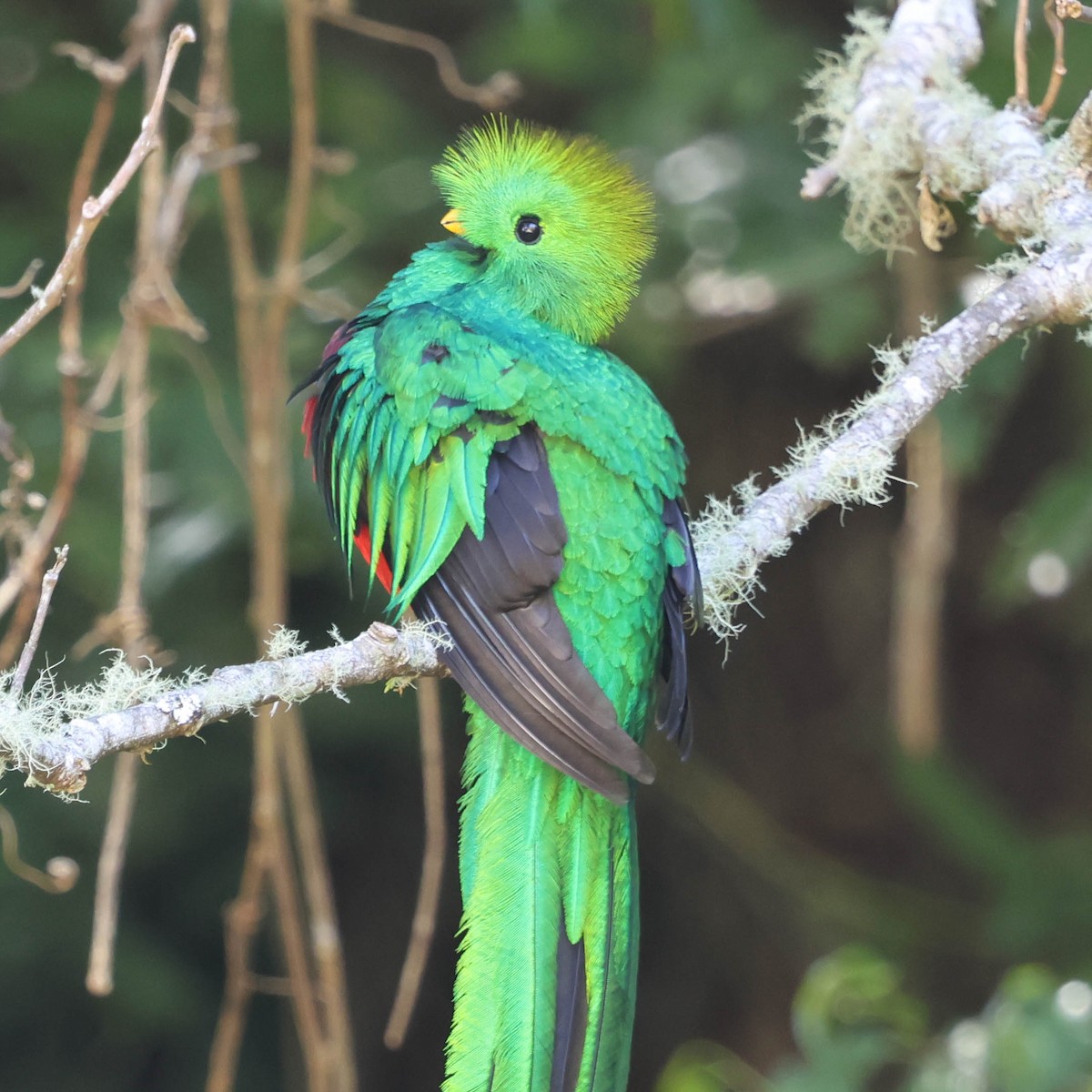 Resplendent Quetzal - ML643520135