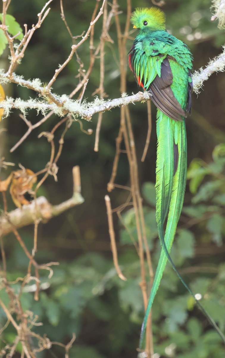 Resplendent Quetzal - ML643520136