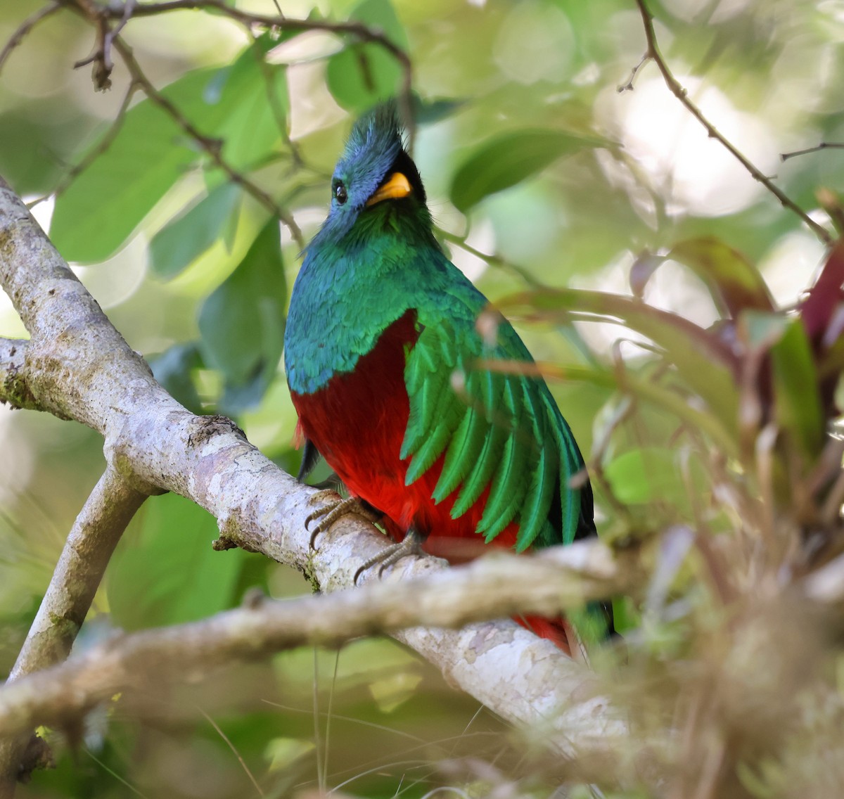 Resplendent Quetzal - ML643520137