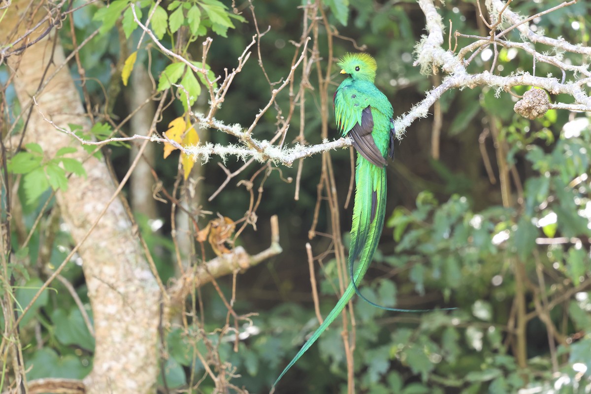 Resplendent Quetzal - ML643520138