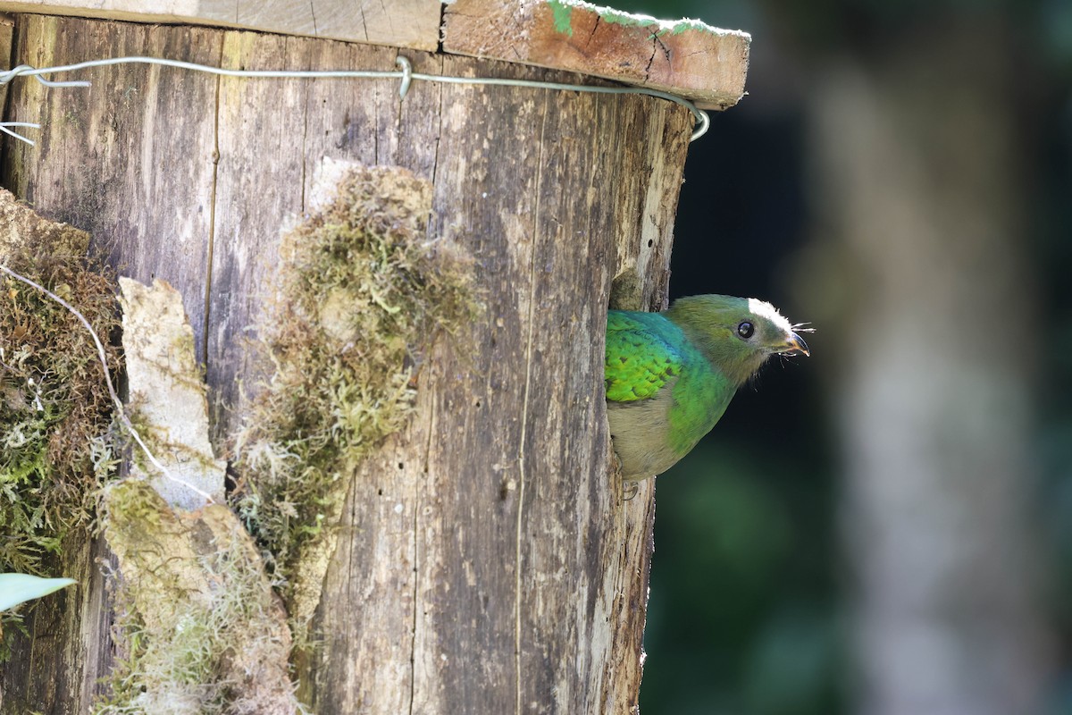 Resplendent Quetzal - ML643520139