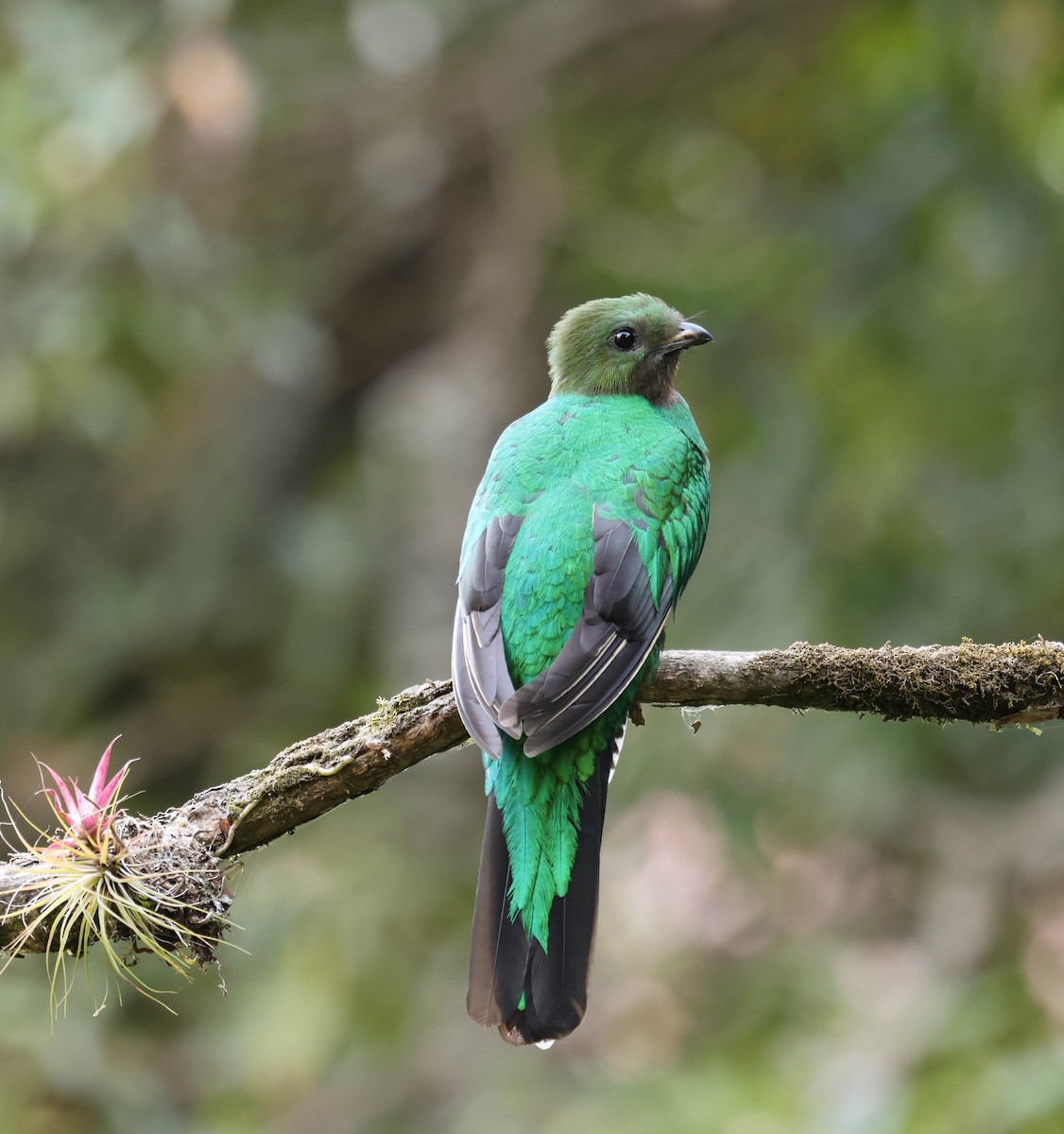 Resplendent Quetzal - ML643520140