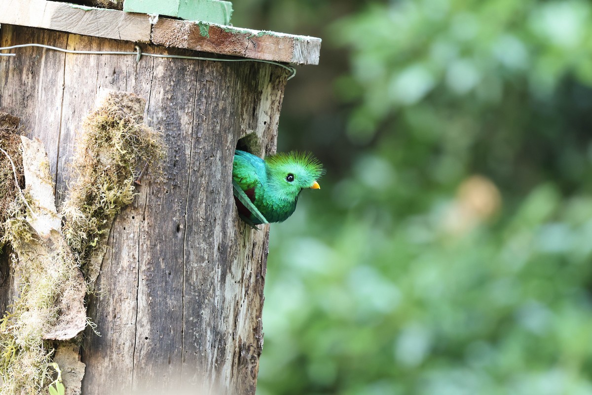 Resplendent Quetzal - ML643520141