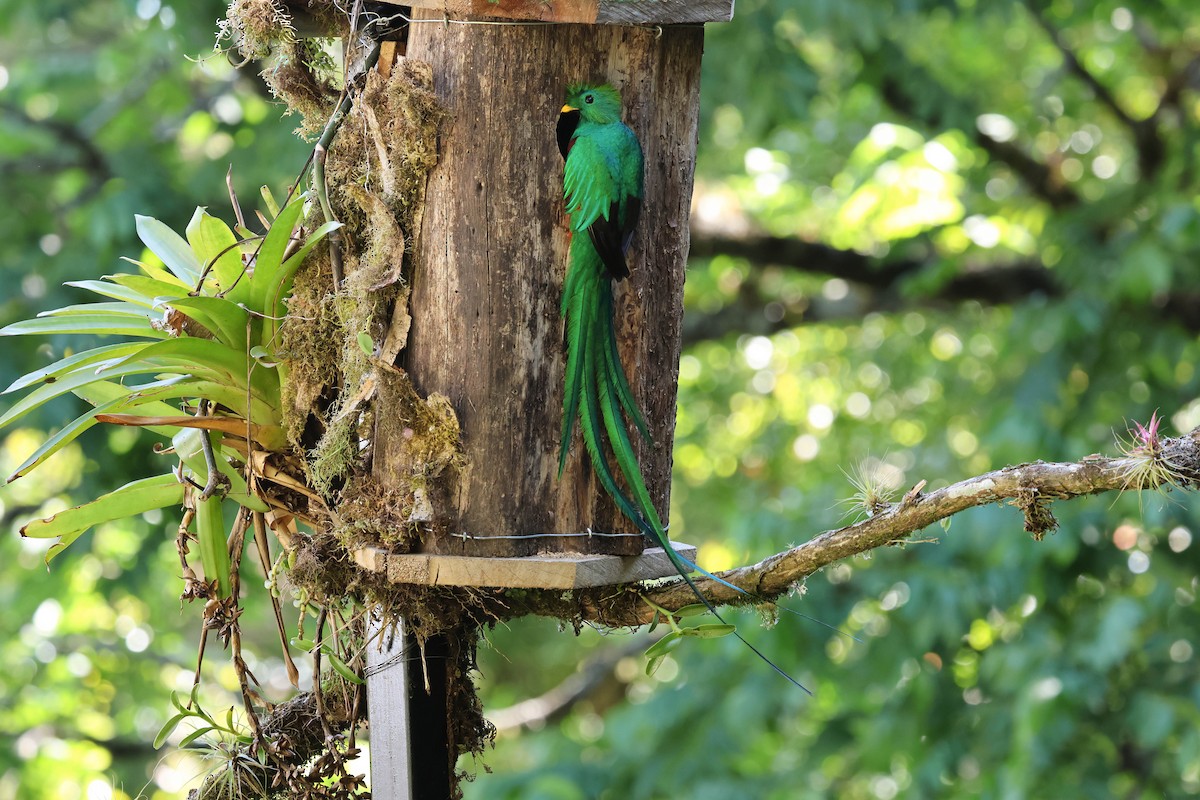 Resplendent Quetzal - ML643520142