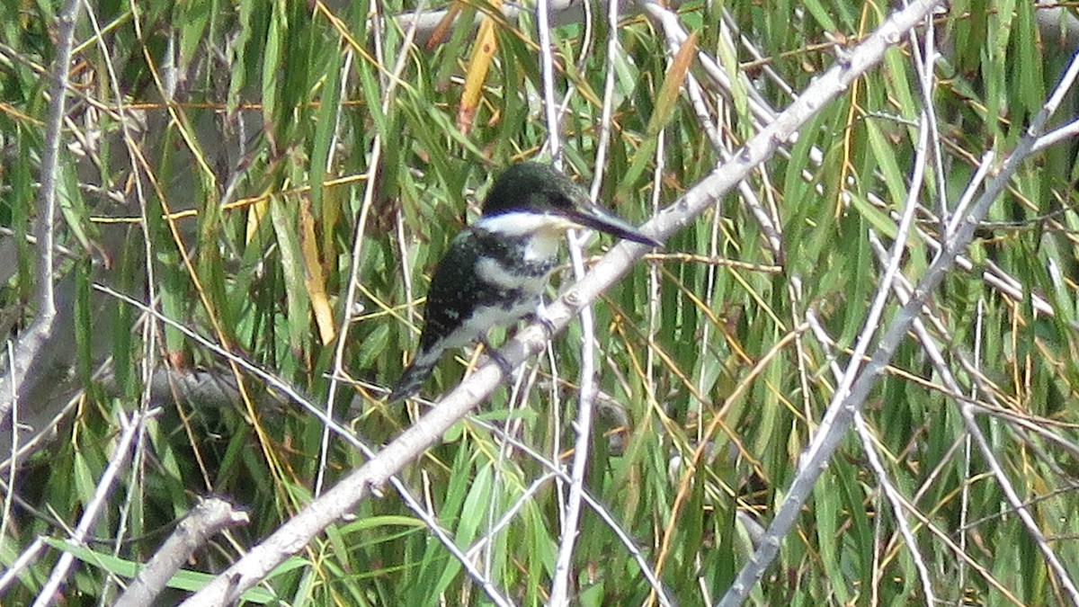 Green Kingfisher - ML643520143