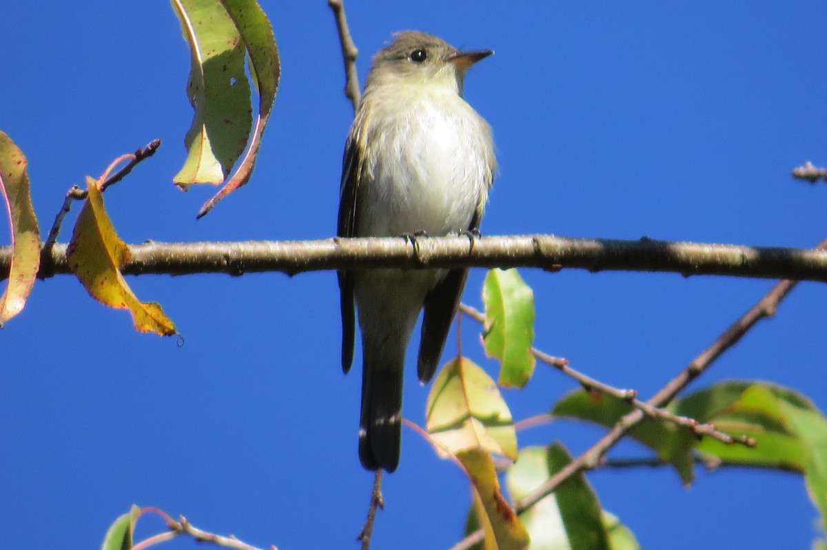 Eastern Wood-Pewee - ML643520144