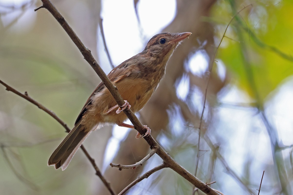 Rufous Shrikethrush - ML643520145