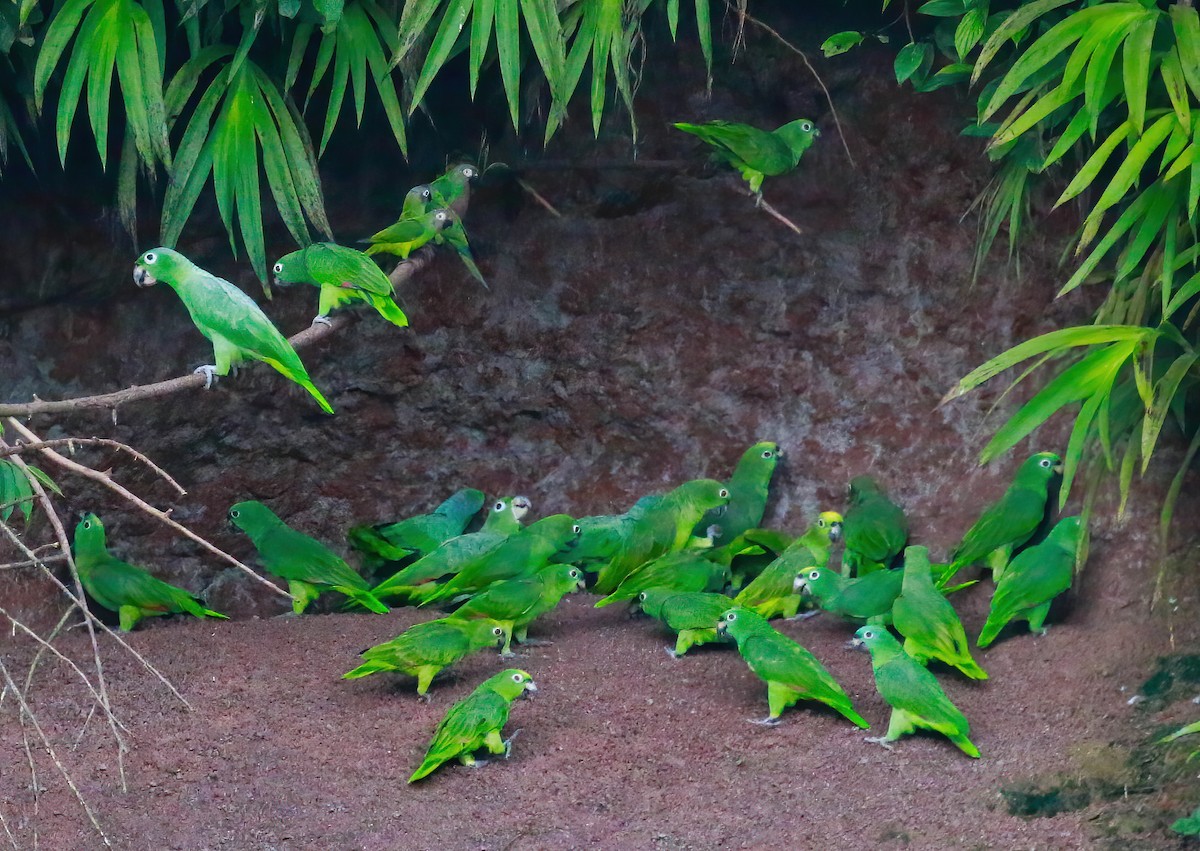 Dusky-headed Parakeet - ML643520146