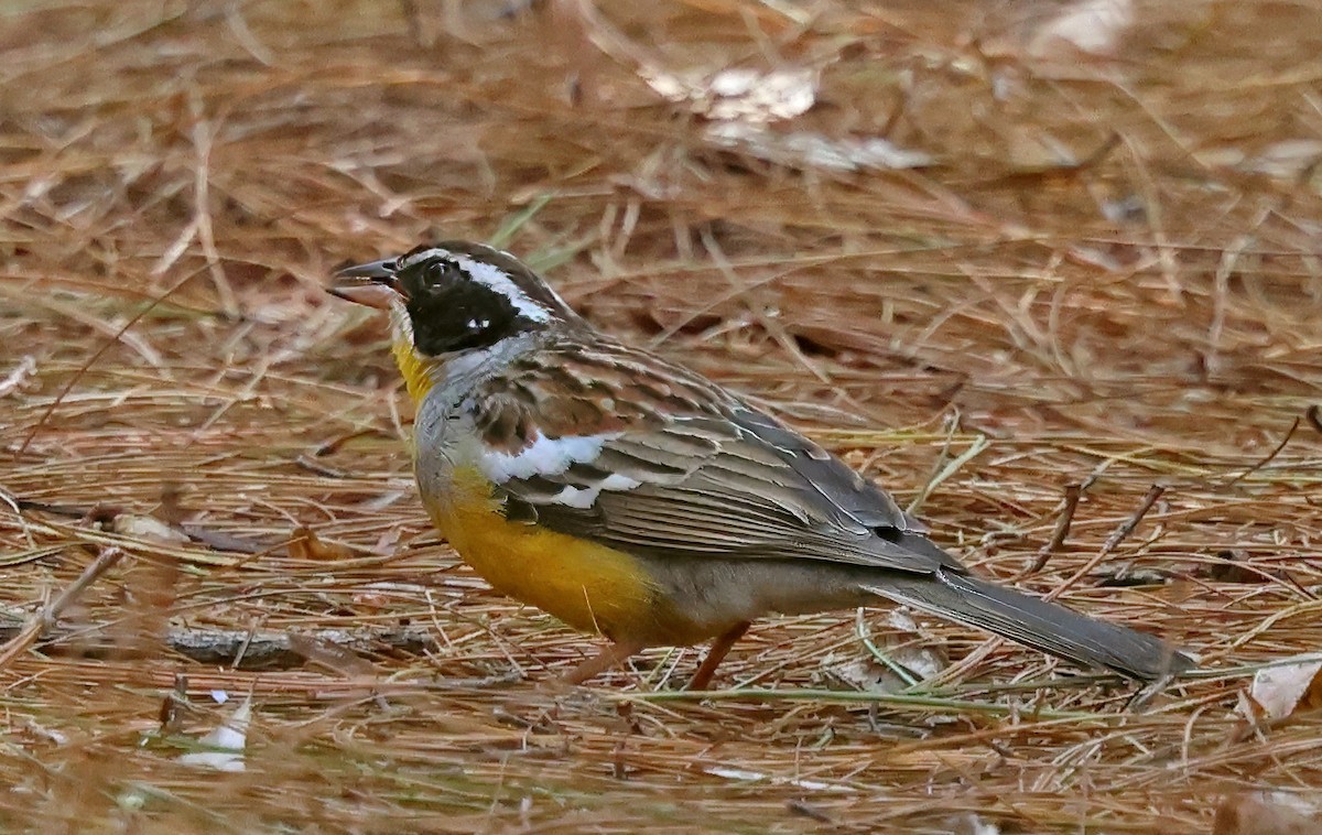 Cabanis's Bunting - ML643520151
