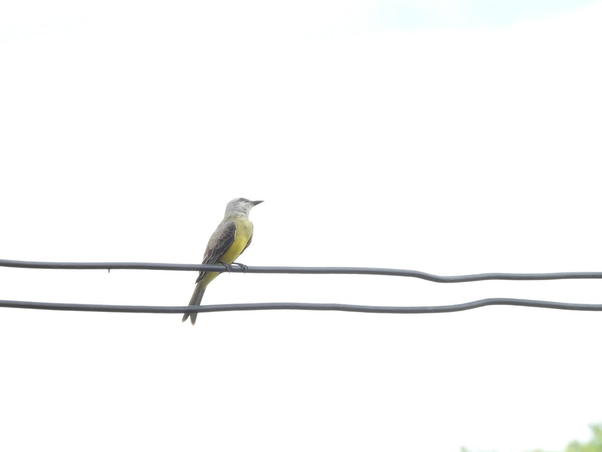 Tropical Kingbird - ML643520153