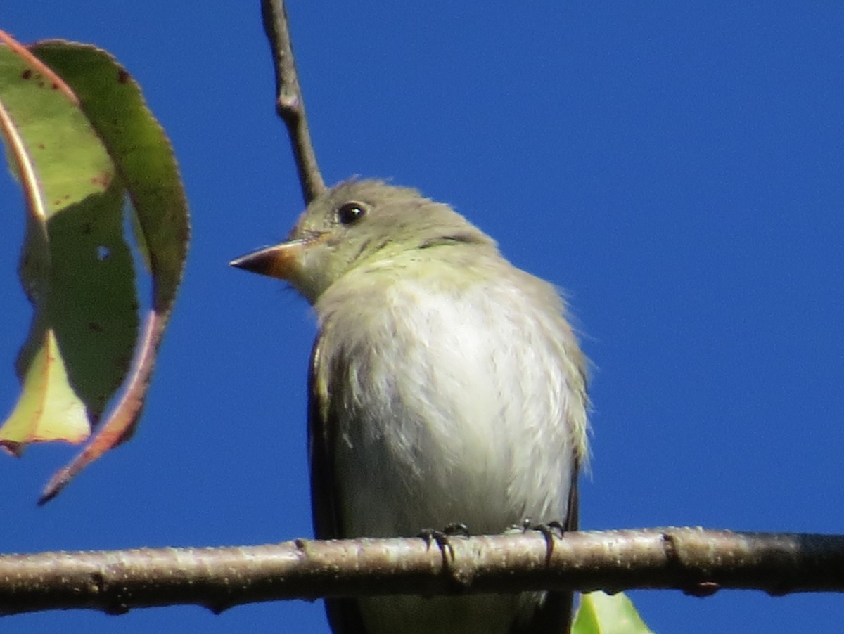Eastern Wood-Pewee - ML643520154