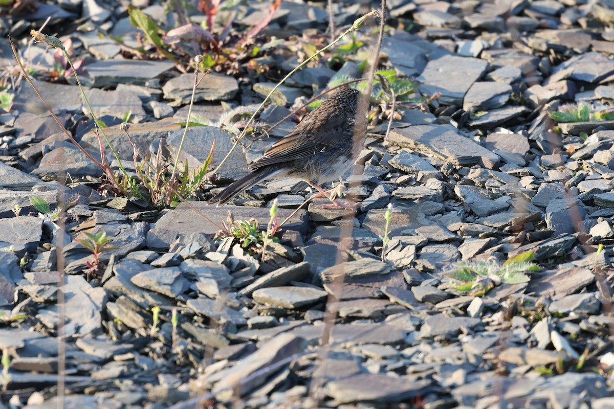 Dark-eyed Junco - ML643520156