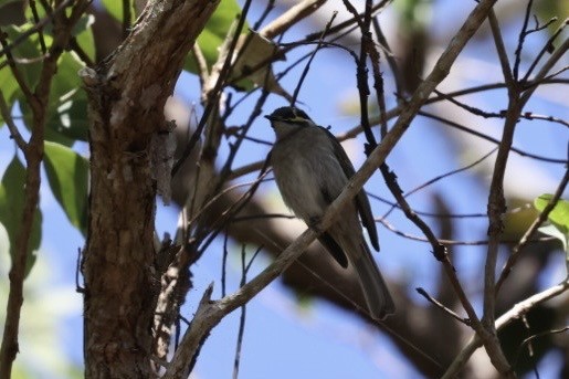Yellow-faced Honeyeater - ML643520159