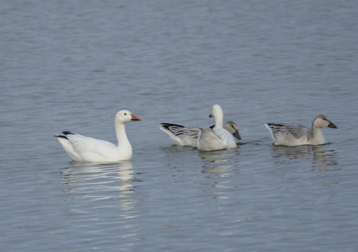 Snow Goose - ML643520161