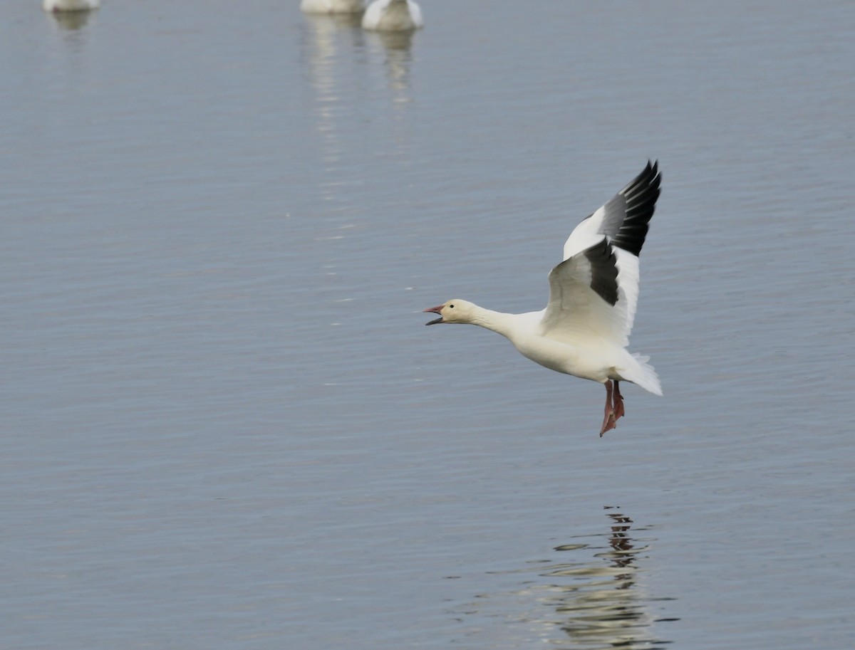 Snow Goose - ML643520162