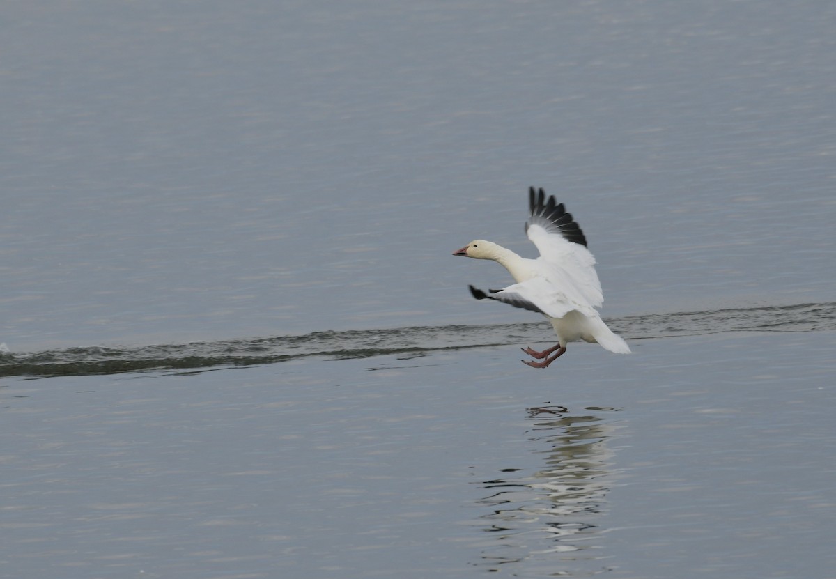 Snow Goose - ML643520164