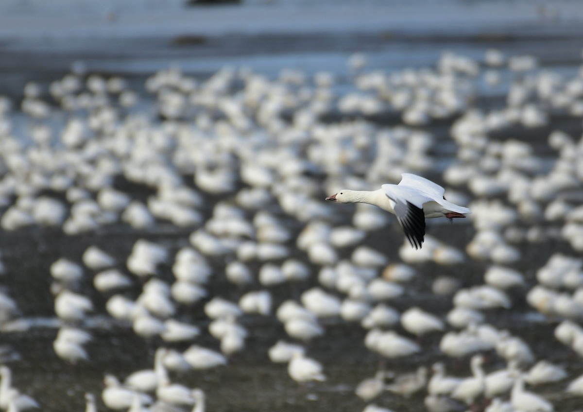 Snow Goose - ML643520166