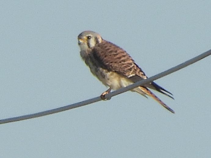 American Kestrel - ML643520167