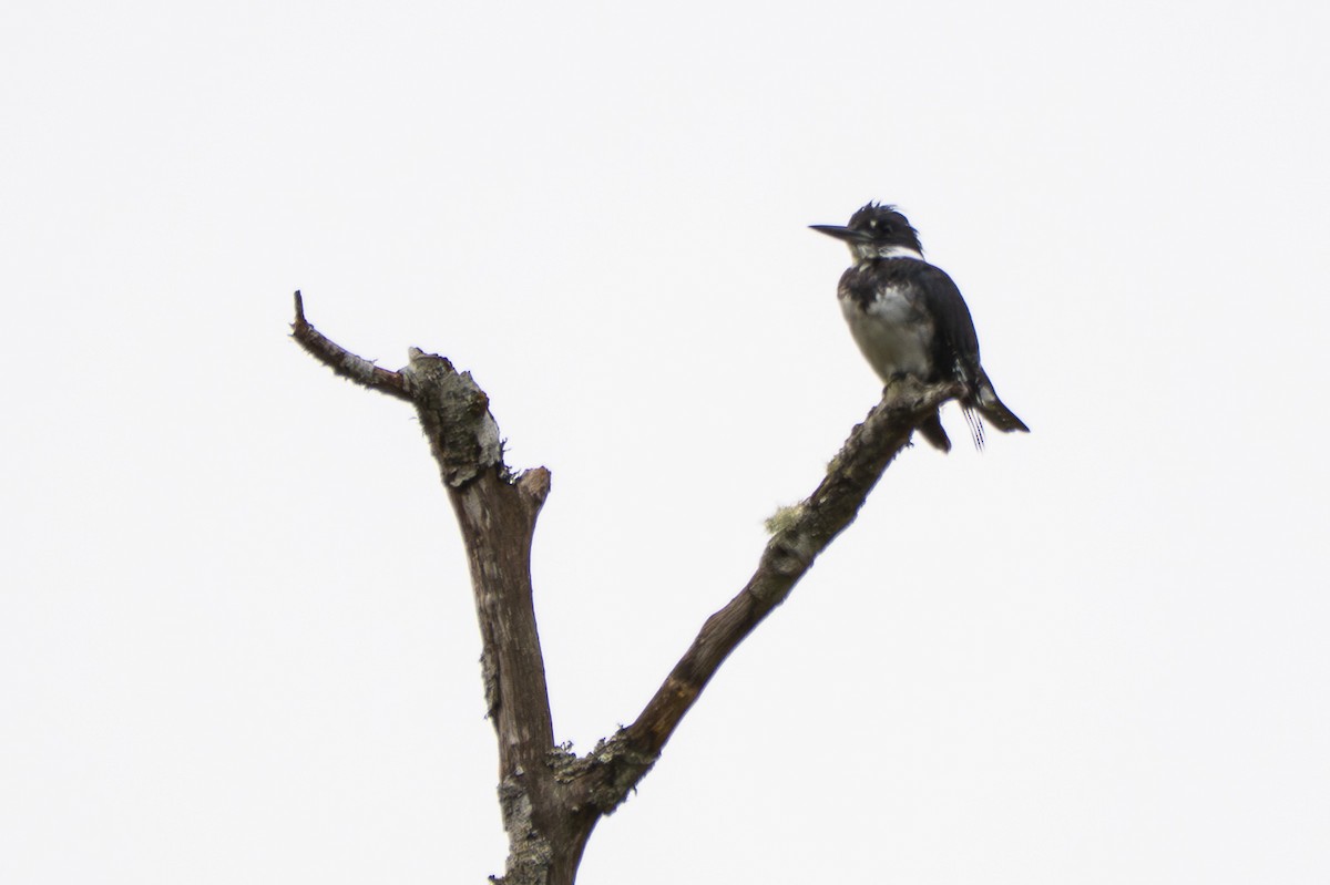 Belted Kingfisher - ML643520169
