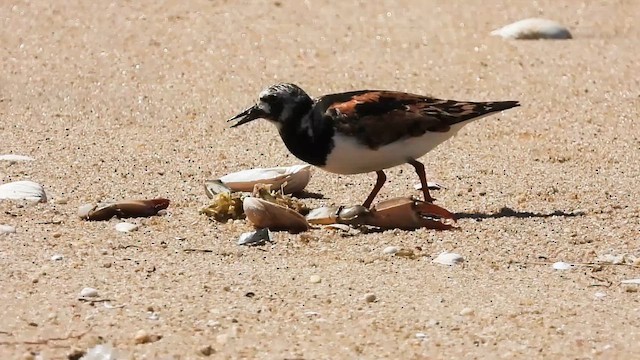 pygmésnipe - ML643520176