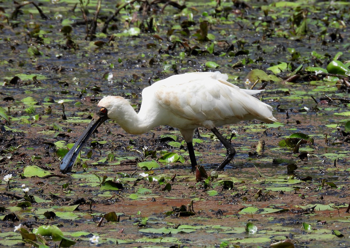 Royal Spoonbill - ML643520183