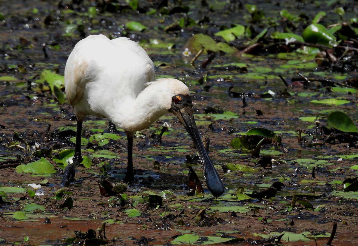 Royal Spoonbill - ML643520191