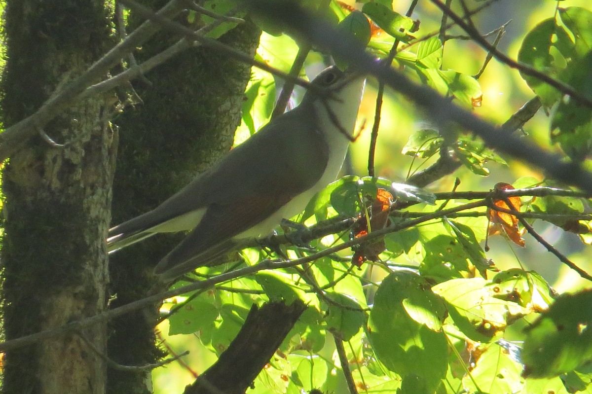 Yellow-billed Cuckoo - ML643520192
