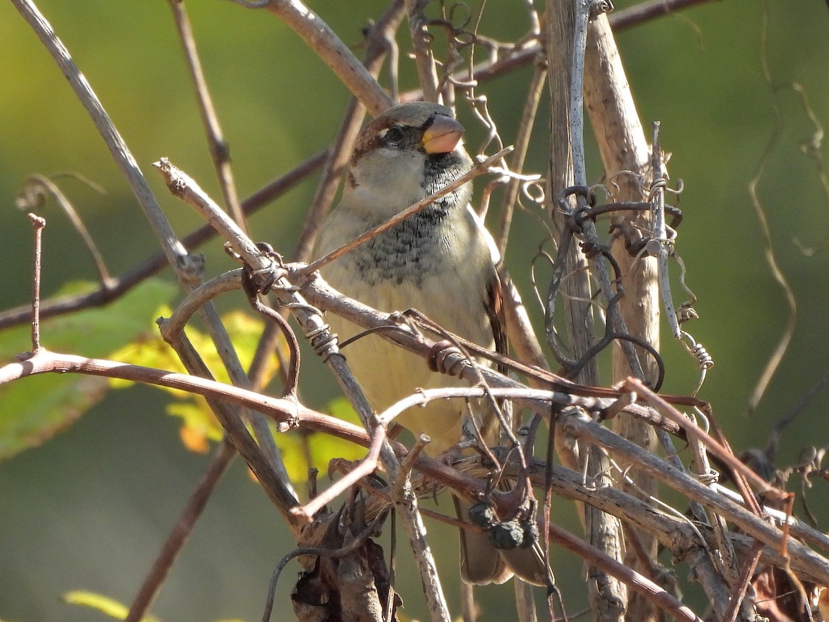 House Sparrow - ML643520193