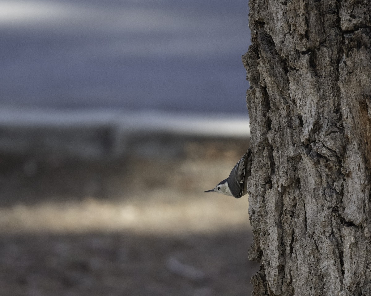 White-breasted Nuthatch (Pacific) - ML643520208