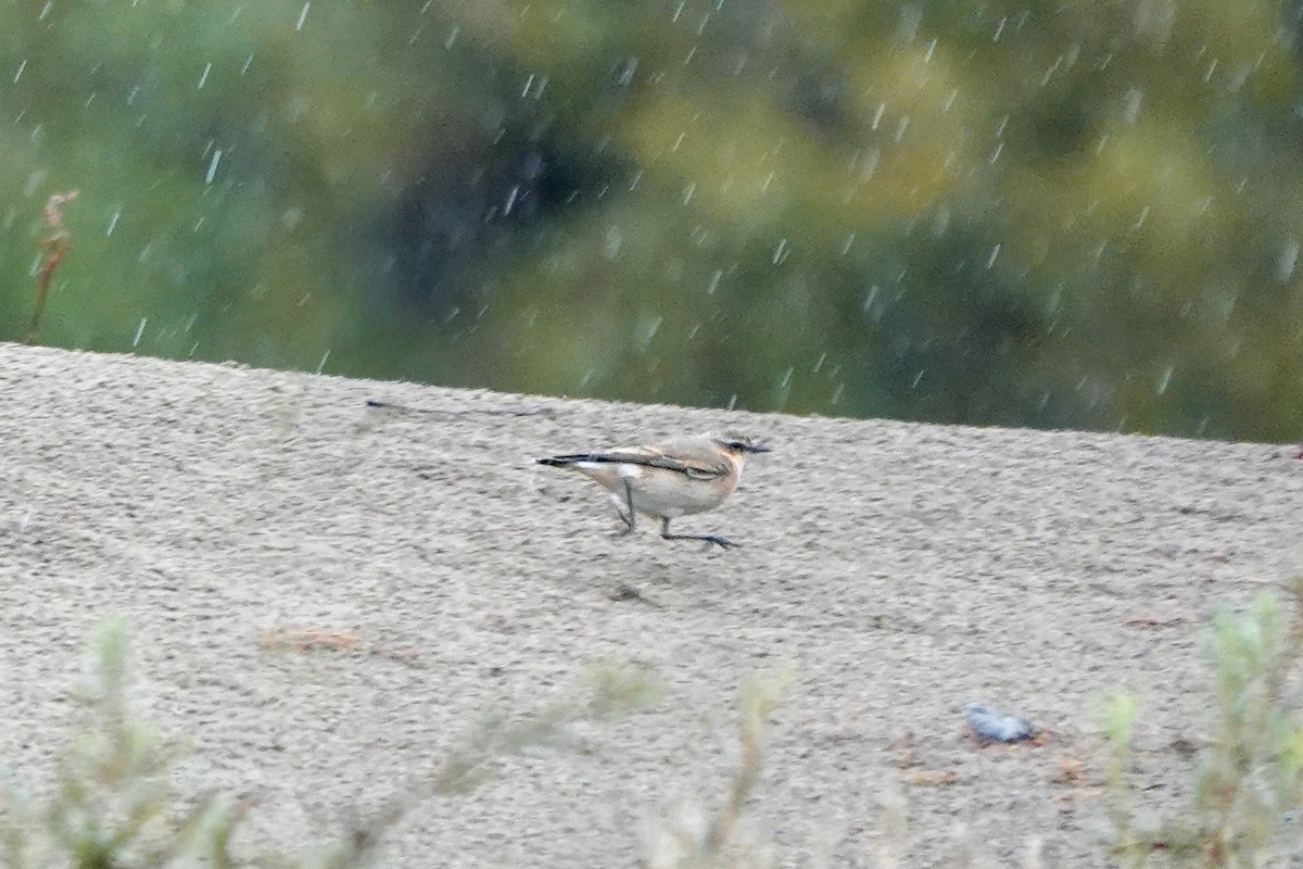 Northern Wheatear - ML643520210