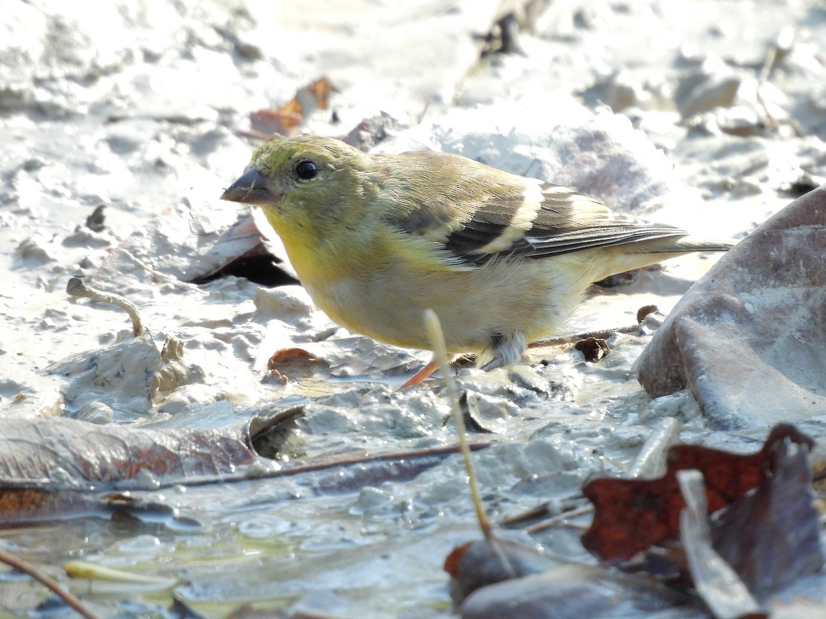 Chardonneret jaune - ML643520211