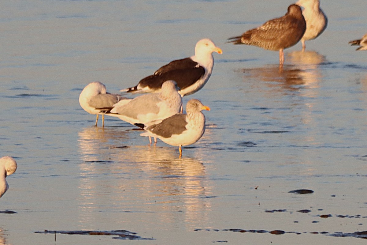 Lesser Black-backed Gull - ML643520217