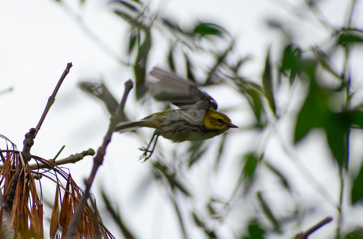 Grünmantel-Waldsänger - ML643520225