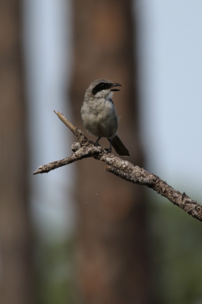 Pie-grièche migratrice - ML643520229