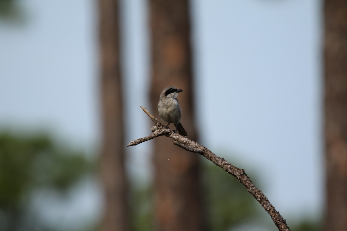 Pie-grièche migratrice - ML643520230