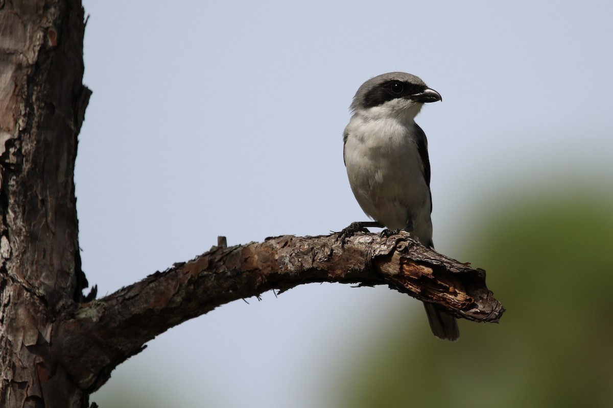 Pie-grièche migratrice - ML643520232