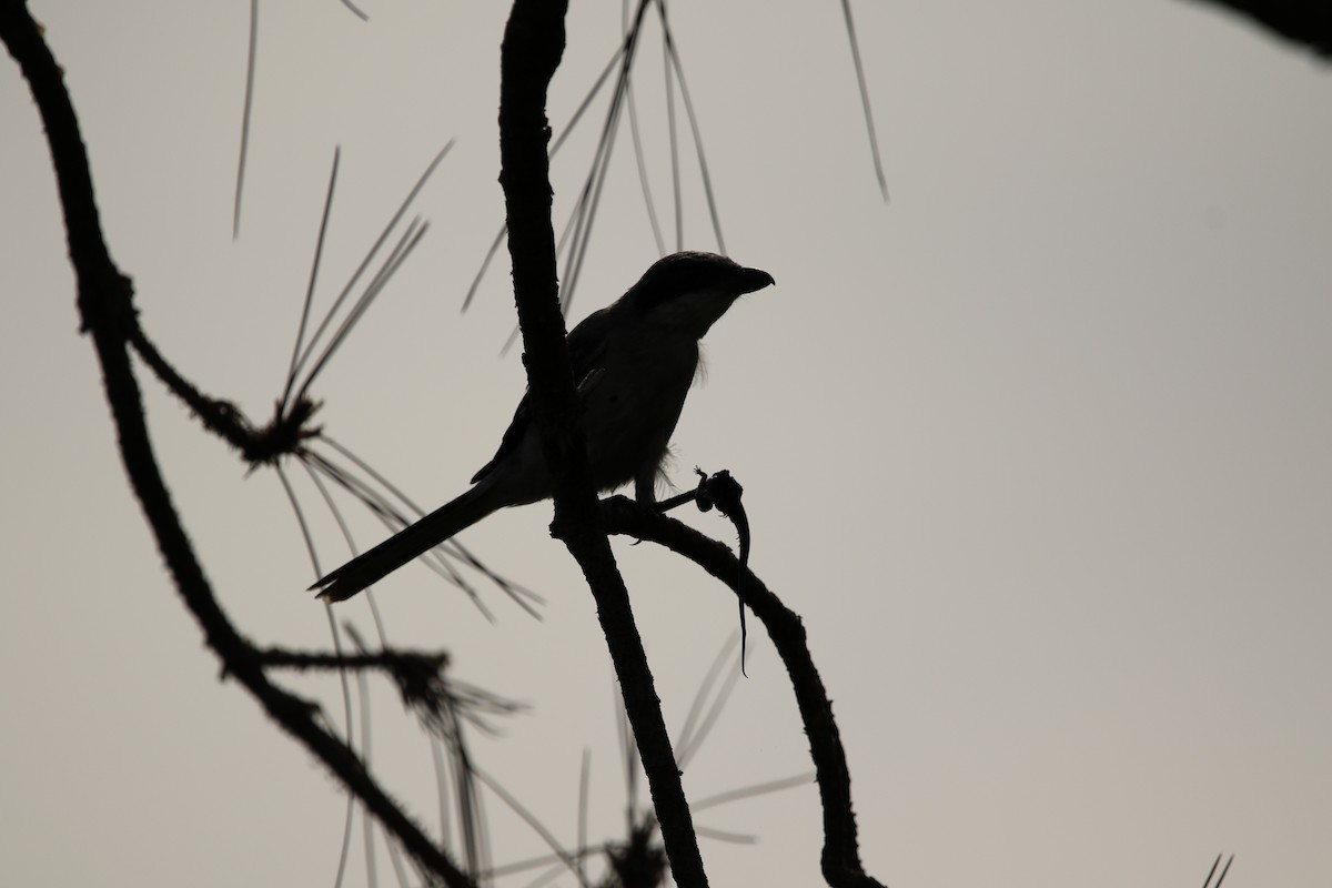 Pie-grièche migratrice - ML643520233