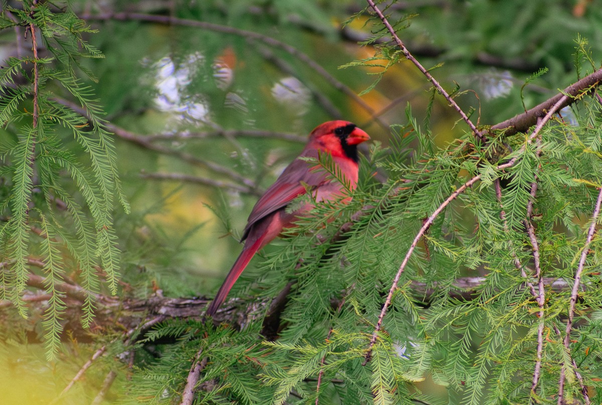 Northern Cardinal - ML643520236