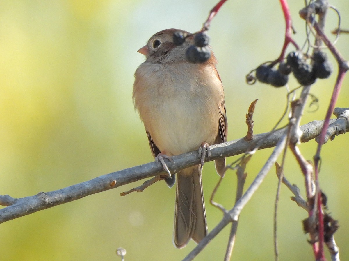 Field Sparrow - ML643520237