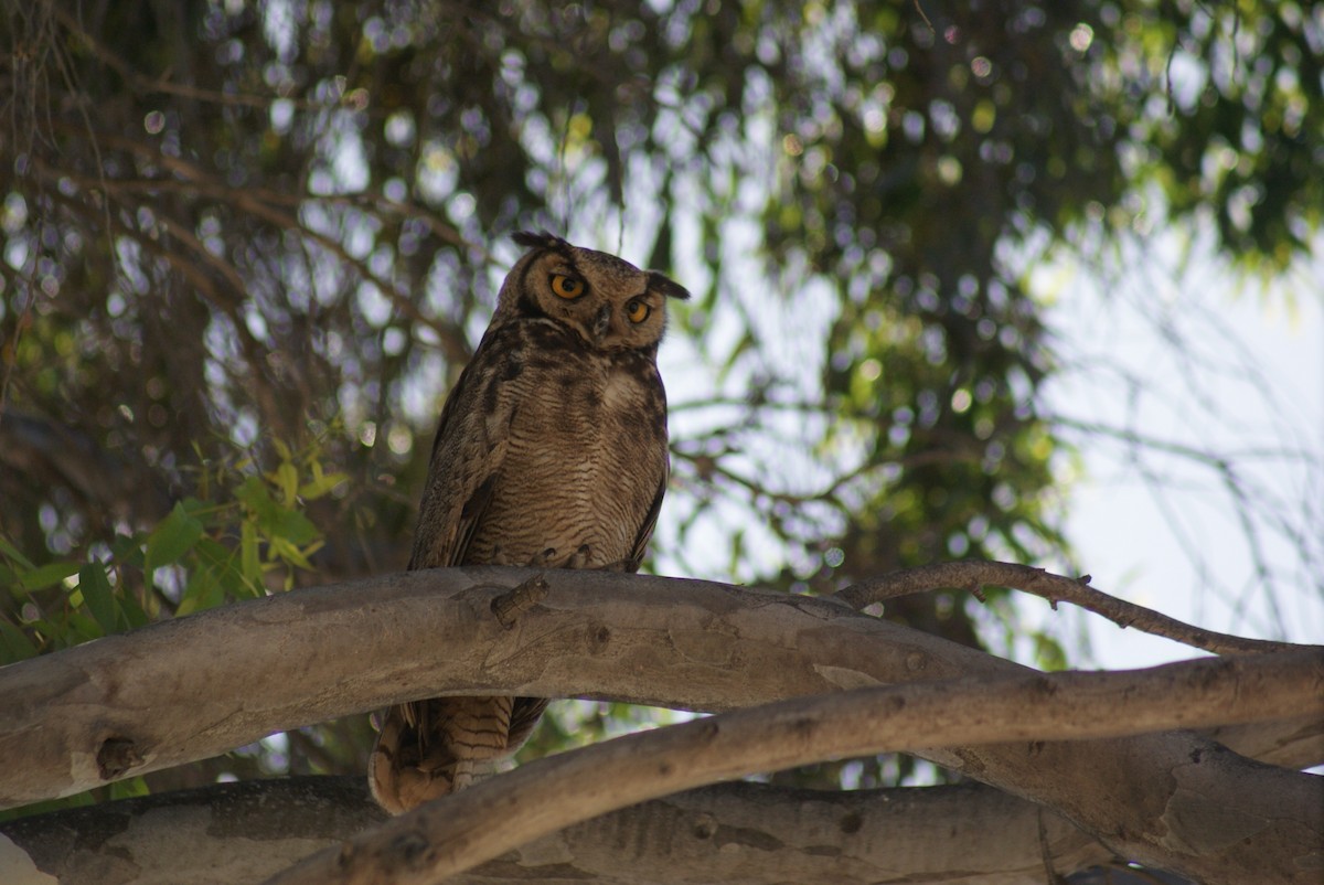 Lesser Horned Owl - ML643520241