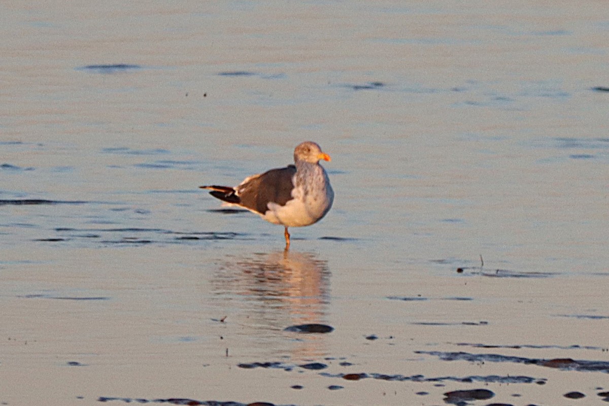 Lesser Black-backed Gull - ML643520249