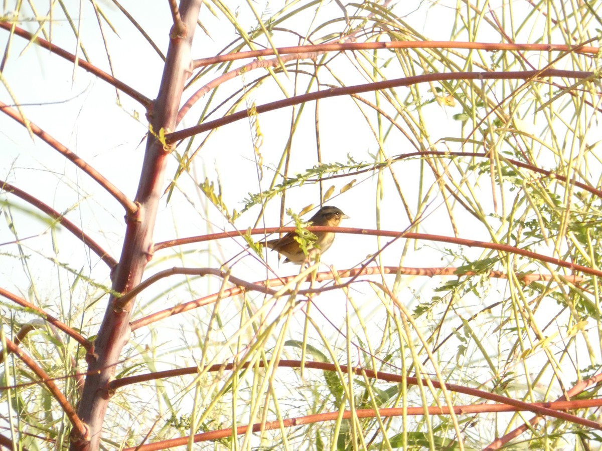 Swamp Sparrow - ML643520252