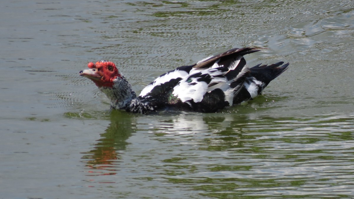 pižmovka americká (domestikovaná) - ML643520254
