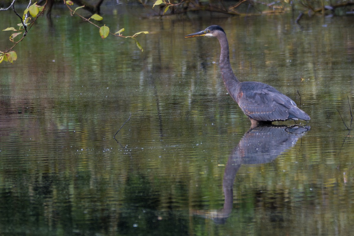 Great Blue Heron - ML643520272