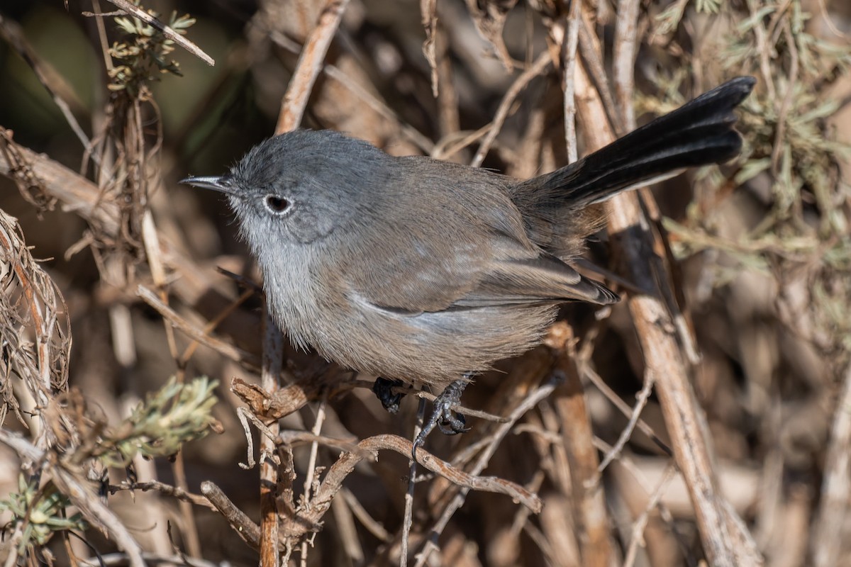 California Gnatcatcher - ML643520298