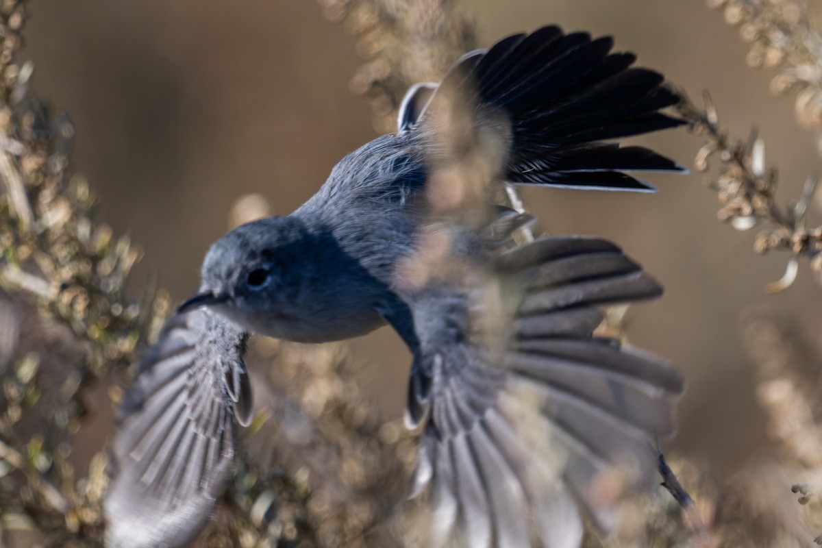 California Gnatcatcher - ML643520301