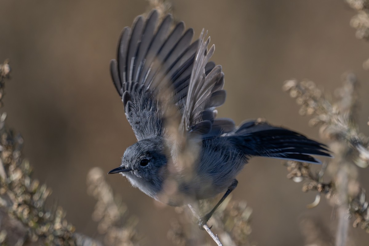 California Gnatcatcher - ML643520302