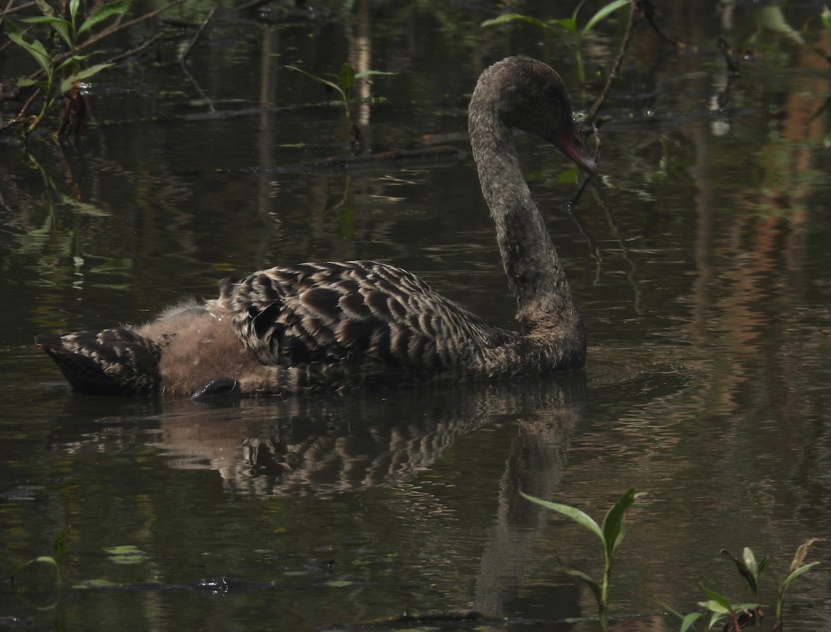 Black Swan - ML643520320